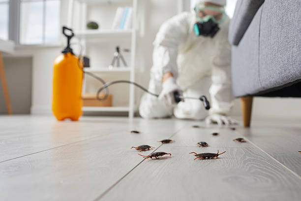 Post-Treatment Bed Bug Interceptor Monitoring in Winchester